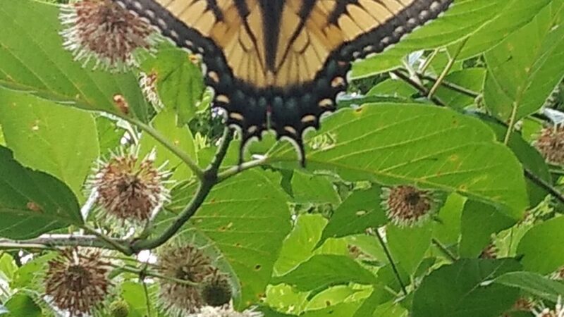 Rye Community Park - Marysville, PA