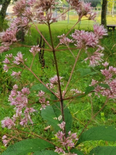 Rye Community Park - Marysville, PA