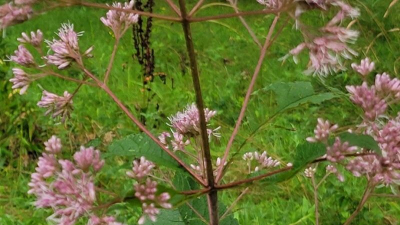 Rye Community Park - Marysville, PA