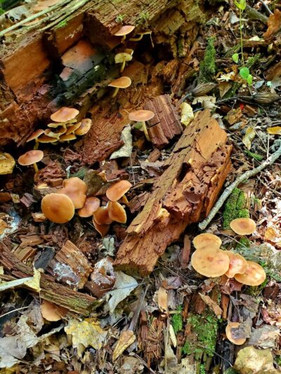 State Game Lands Number 170 - Marysville, PA