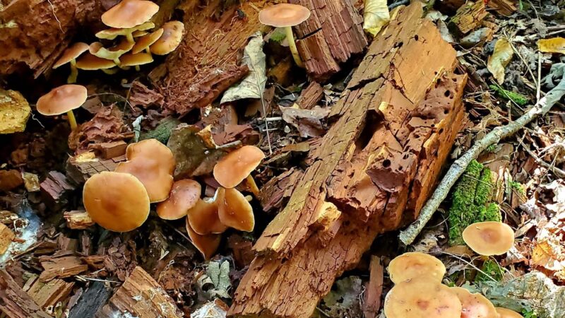 State Game Lands Number 170 - Marysville, PA