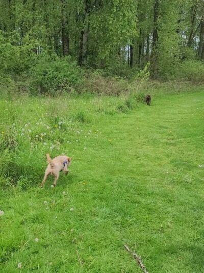 Strawberry Fields Off-Leash Dog Park - Marysville, WA