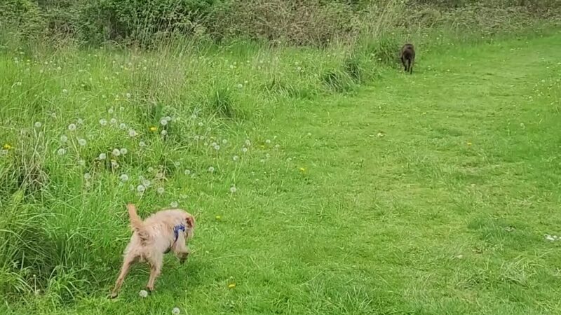 Strawberry Fields Off-Leash Dog Park - Marysville, WA