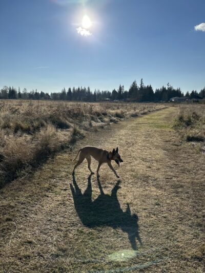 Strawberry Fields Off-Leash Dog Park - Marysville, WA