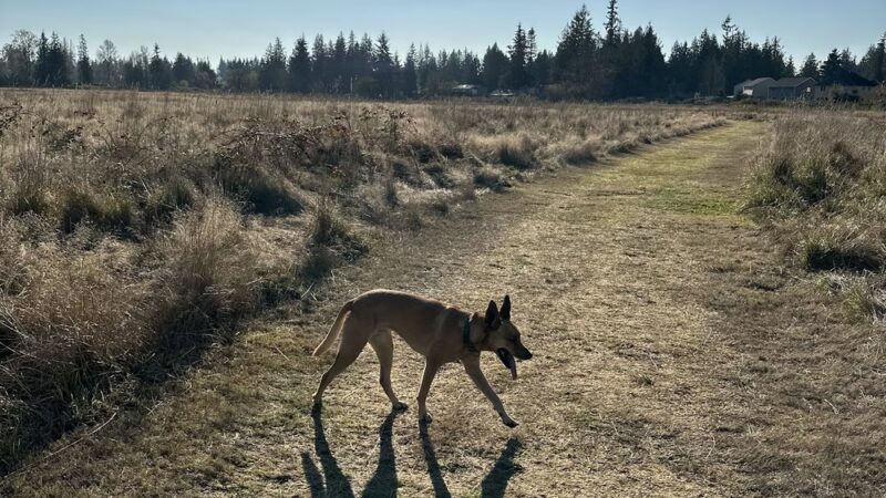 Strawberry Fields Off-Leash Dog Park - Marysville, WA