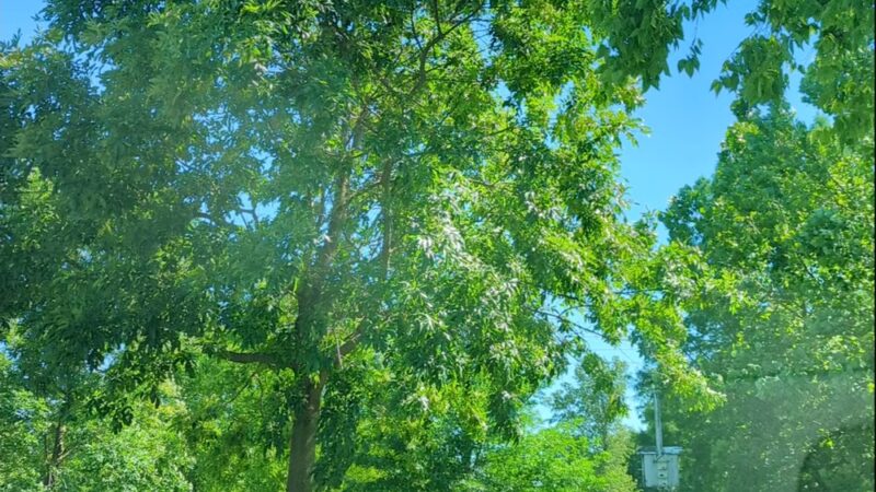 Drost Park - Maryville, IL