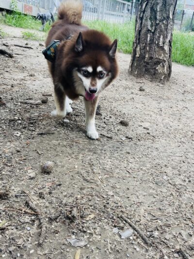 Dog Park - Maspeth, NY
