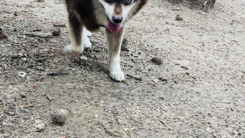 Dog Park - Maspeth, NY