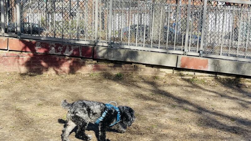 Dog Park - Maspeth, NY