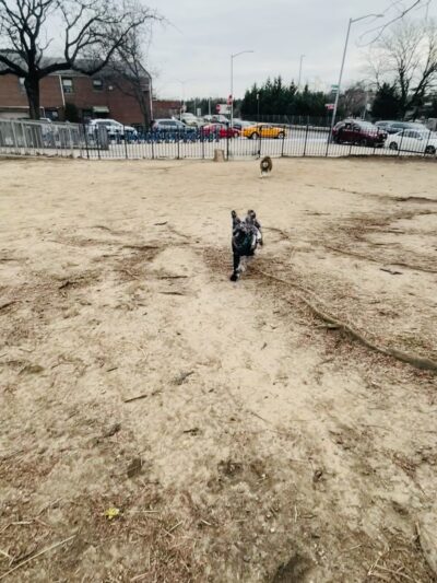 Dog Park - Maspeth, NY