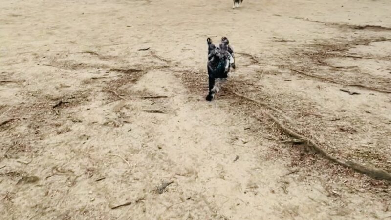 Dog Park - Maspeth, NY