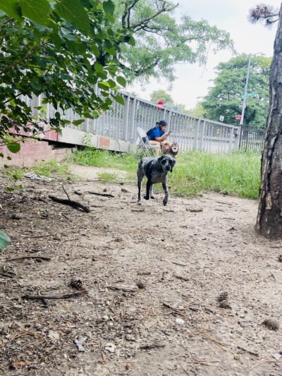 Dog Park - Maspeth, NY