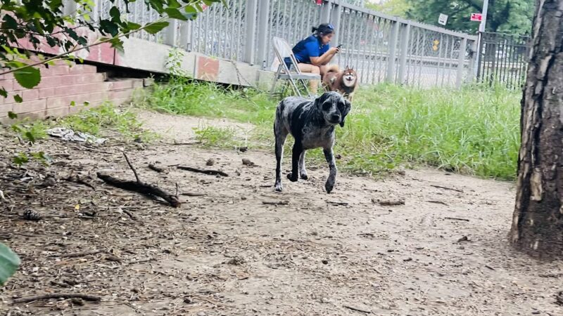 Dog Park - Maspeth, NY