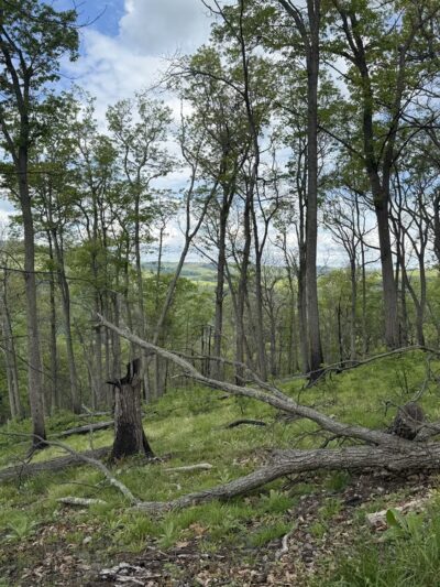Cranny Crow Overlook, Lost River SP, WV - Mathias, WV