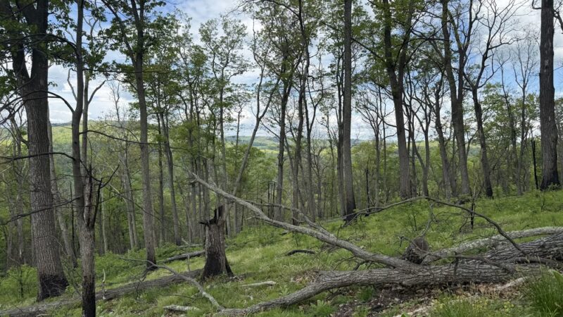Cranny Crow Overlook, Lost River SP, WV - Mathias, WV