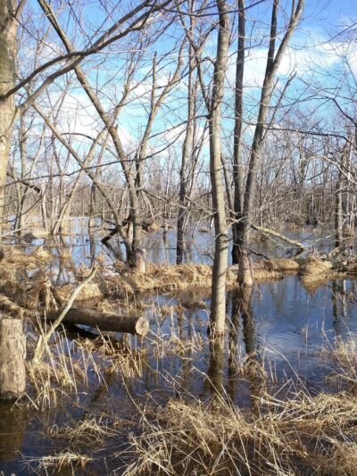 Forest Preserves of Cook County - Matteson, IL