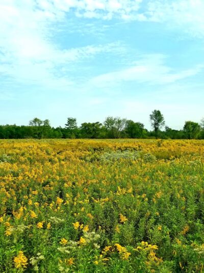 Forest Preserves of Cook County - Matteson, IL