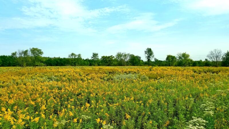 Forest Preserves of Cook County - Matteson, IL