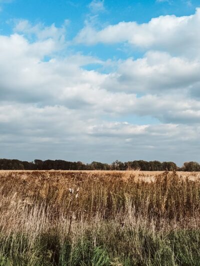 Forest Preserves of Cook County - Matteson, IL