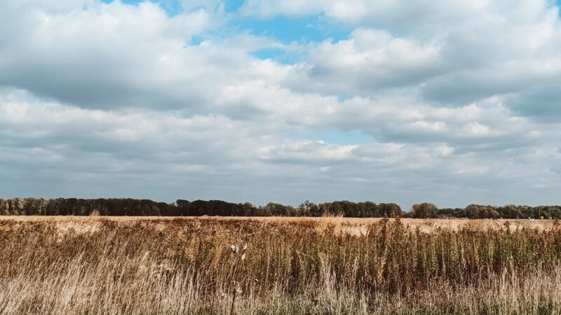 Forest Preserves of Cook County - Matteson, IL