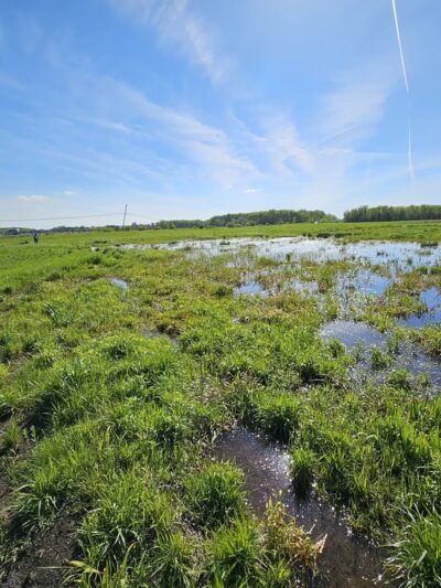 Forest Preserves of Cook County - Matteson, IL