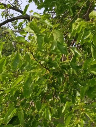 Old Plank Road Prairie Nature Preserve - Matteson, IL