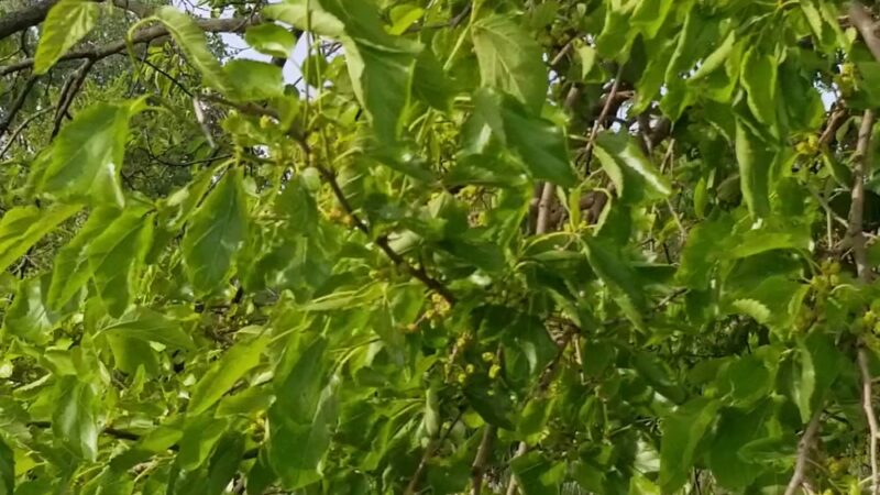 Old Plank Road Prairie Nature Preserve - Matteson, IL