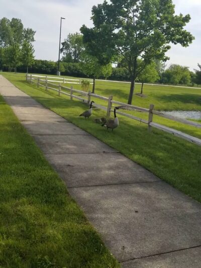 Old Plank Road Prairie Nature Preserve - Matteson, IL