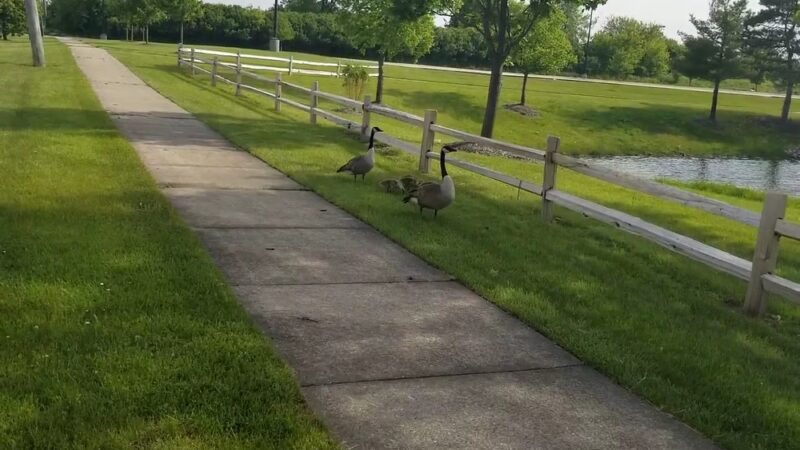 Old Plank Road Prairie Nature Preserve - Matteson, IL