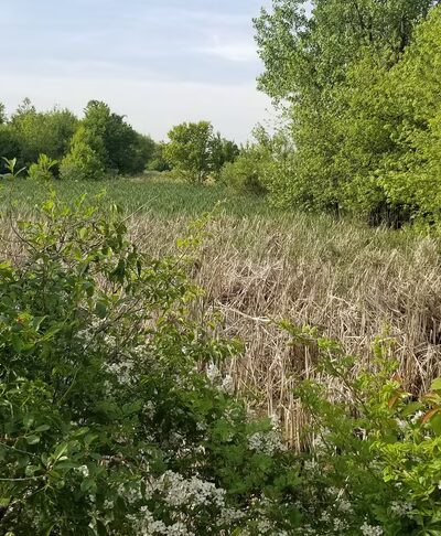 Old Plank Road Prairie Nature Preserve - Matteson, IL