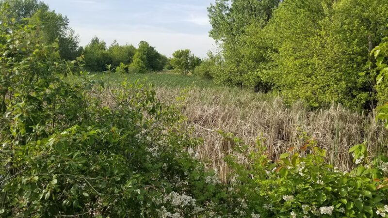 Old Plank Road Prairie Nature Preserve - Matteson, IL