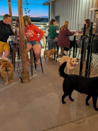 The Dapper Dog - Mauldin, SC
