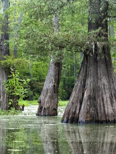 Grassy Lake Water Trail - Mayflower, AR
