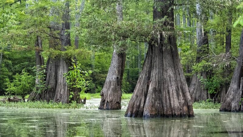Grassy Lake Water Trail - Mayflower, AR