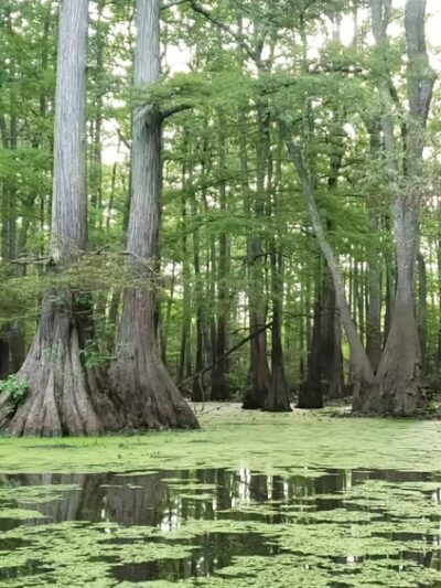 Grassy Lake Water Trail - Mayflower, AR