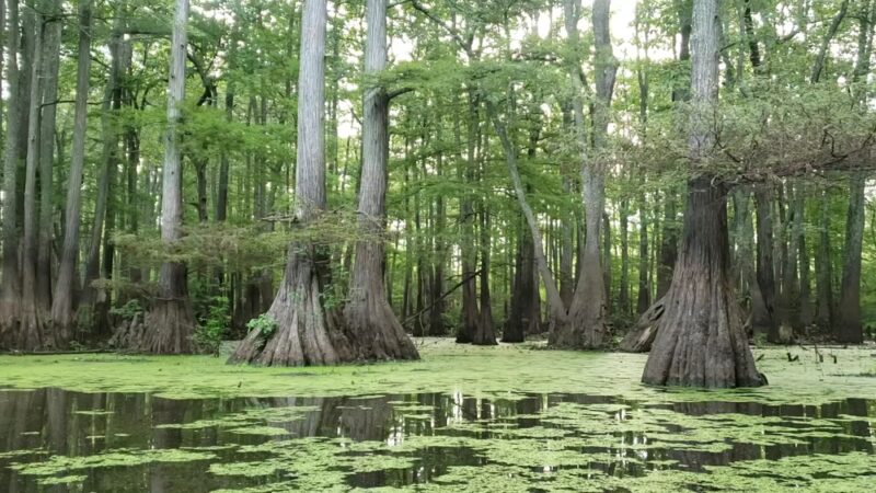 Grassy Lake Water Trail - Mayflower, AR