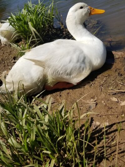 Maysville Park - Maysville, GA