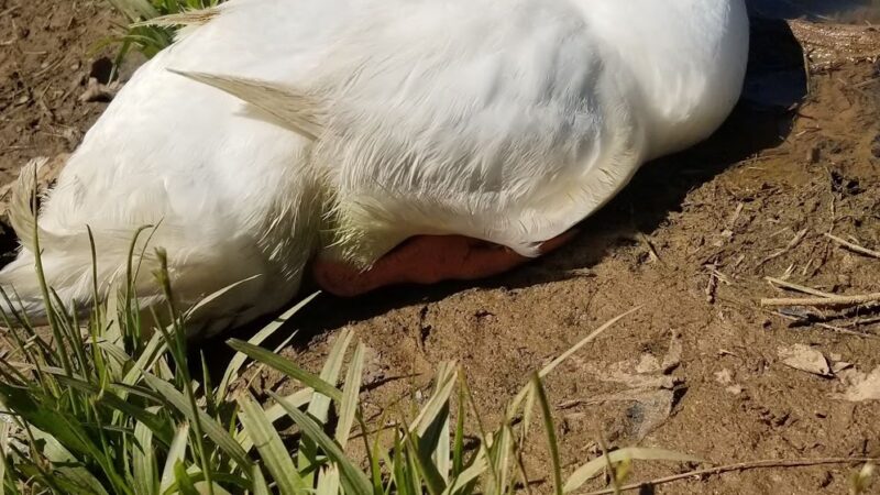 Maysville Park - Maysville, GA