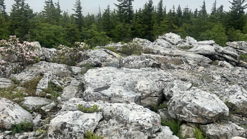 Beaver Dam Trail Trailhead - Maysville, WV