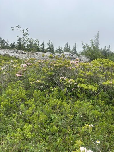 Beaver Dam Trail Trailhead - Maysville, WV