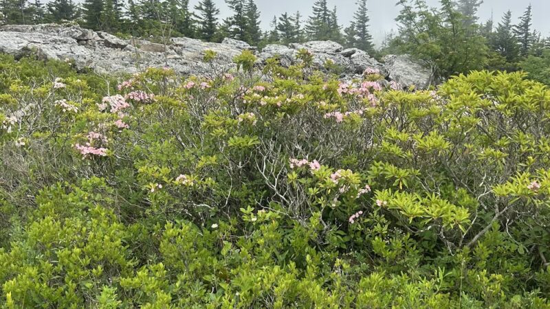 Beaver Dam Trail Trailhead - Maysville, WV