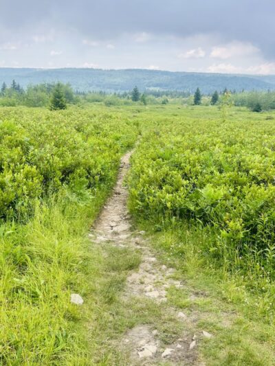Beaver Dam Trail Trailhead - Maysville, WV
