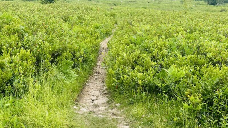 Beaver Dam Trail Trailhead - Maysville, WV