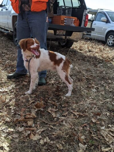 Mazomanie Unit, Dog training grounds - Mazomanie, WI