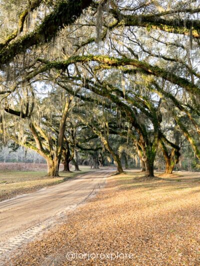 Santee Coastal Reserve - McClellanville, SC