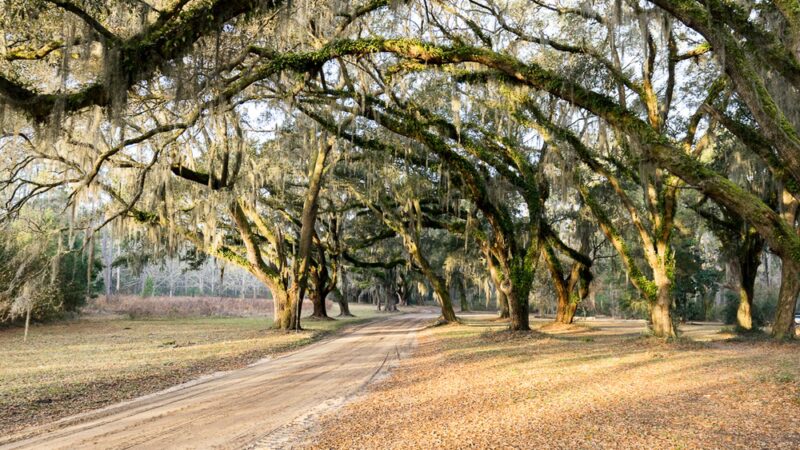 Santee Coastal Reserve - McClellanville, SC