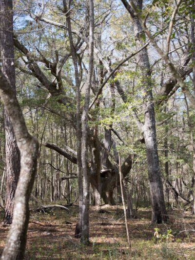 Santee Coastal Reserve - McClellanville, SC