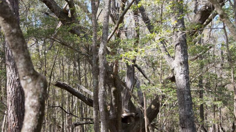 Santee Coastal Reserve - McClellanville, SC
