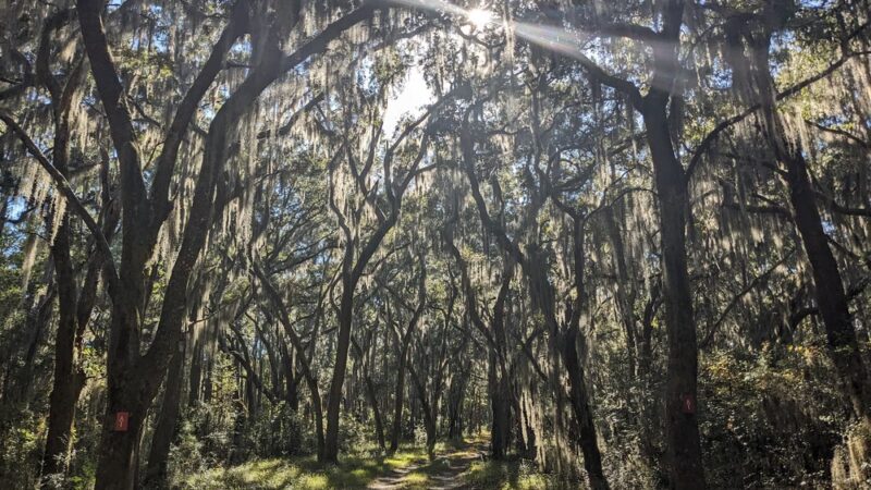 Santee Coastal Reserve - McClellanville, SC