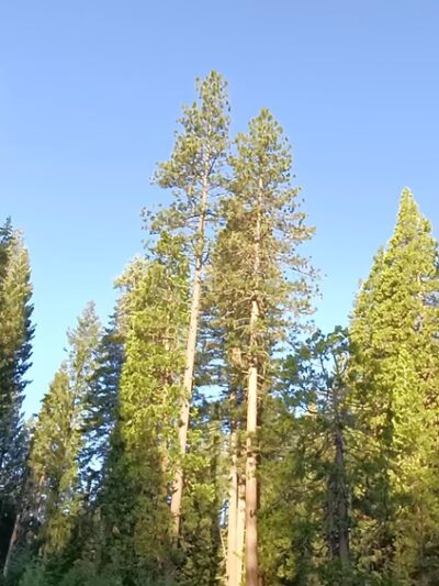 McCloud Swimming Hole - McCloud, CA